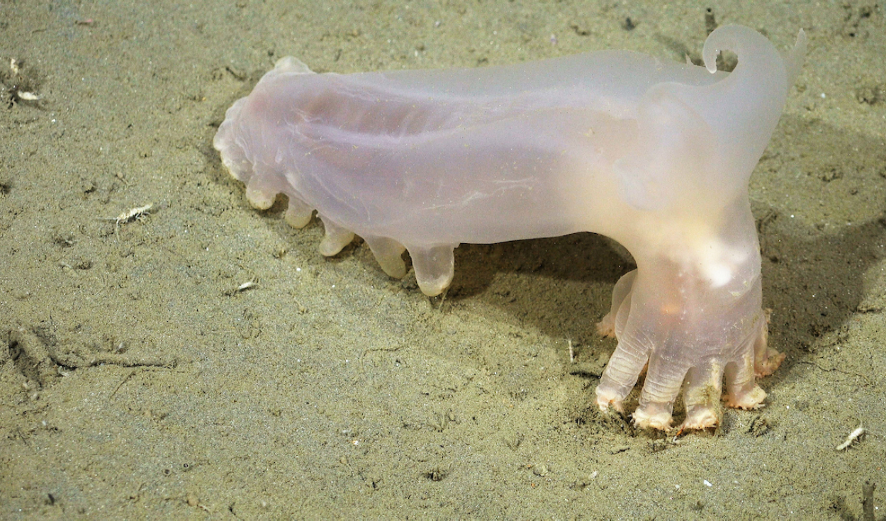 cientificos-identifican-57-nuevas-especies-de-aguas-profundas-en-los-canones-submarinos-de-mar-del-plata:-incluye-un-pepino-de-mar-translucido