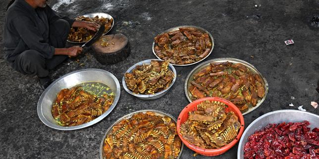 en-inde,-le-vegetarisme,-obsession-des-nationalistes-hindous