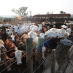 zebu-amplia-fabrica-no-rs-e-aposta-em-eletrificadores-solares