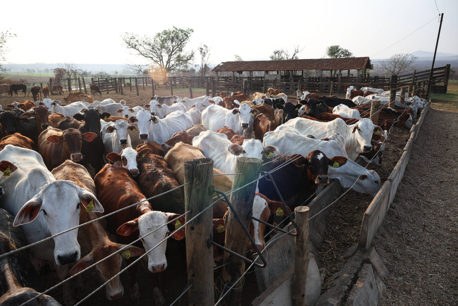 zebu-amplia-fabrica-no-rs-e-aposta-em-eletrificadores-solares