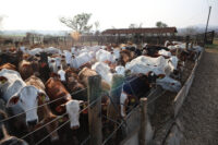 zebu-amplia-fabrica-no-rs-e-aposta-em-eletrificadores-solares