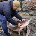 la-increible-captura-de-un-tiburon-pintarroja-que-termino-siendo-cocinado