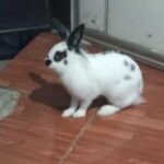 un-conejo-frustro-el-robo-a-una-jueza