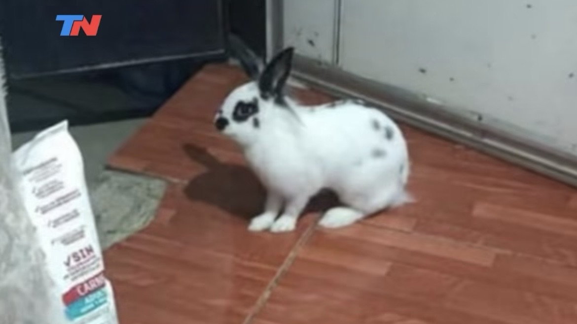 un-conejo-frustro-el-robo-a-una-jueza