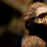 un-investigador-propone-incluir-a-lucy-al-mismo-genero-de-humanos-modernos-y-reorganizar-nuestro-arbol-genealogico