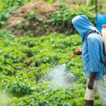 sembrando-alimentos,-¿cosechando-riesgos-de-cancer?,-por-javier-herrera