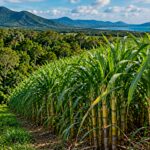 compro-un-terreno-de-cana-de-azucar-en-australia-y-lo-transformo-con-119.000-arboles:-asi-volvio-la-selva-una-decada-despues