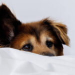 como-posso-tirar-meu-cachorro-da-cama-sem-prejudicar-nosso-vinculo?