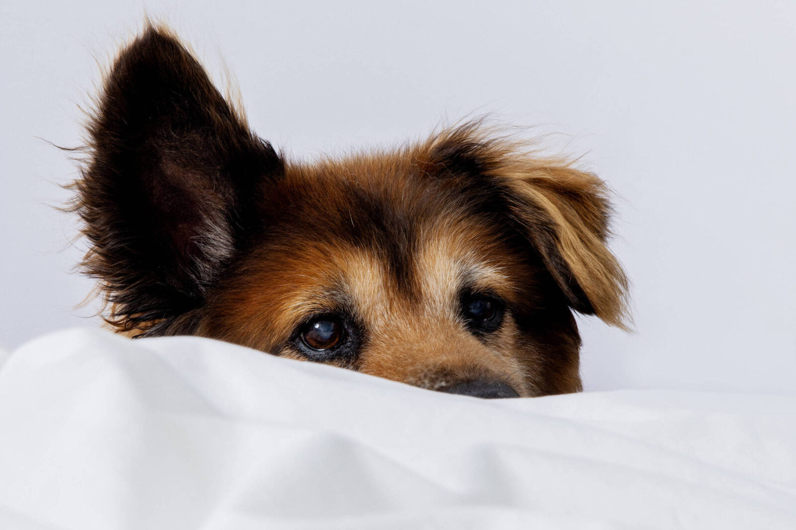 como-posso-tirar-meu-cachorro-da-cama-sem-prejudicar-nosso-vinculo?