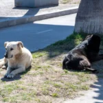 “seria-un-retroceso”:-alertan-por-recorte-a-programa-de-tenencia-responsable-de-mascotas