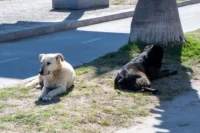 “seria-un-retroceso”:-alertan-por-recorte-a-programa-de-tenencia-responsable-de-mascotas