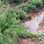 lluvias-de-octubre-generan-preocupacion-por-posibles-efectos-en-cultivos-del-limari