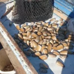 pescadores-restringen-extraccion-de-machas-para-proteger-unico-banco-disponible