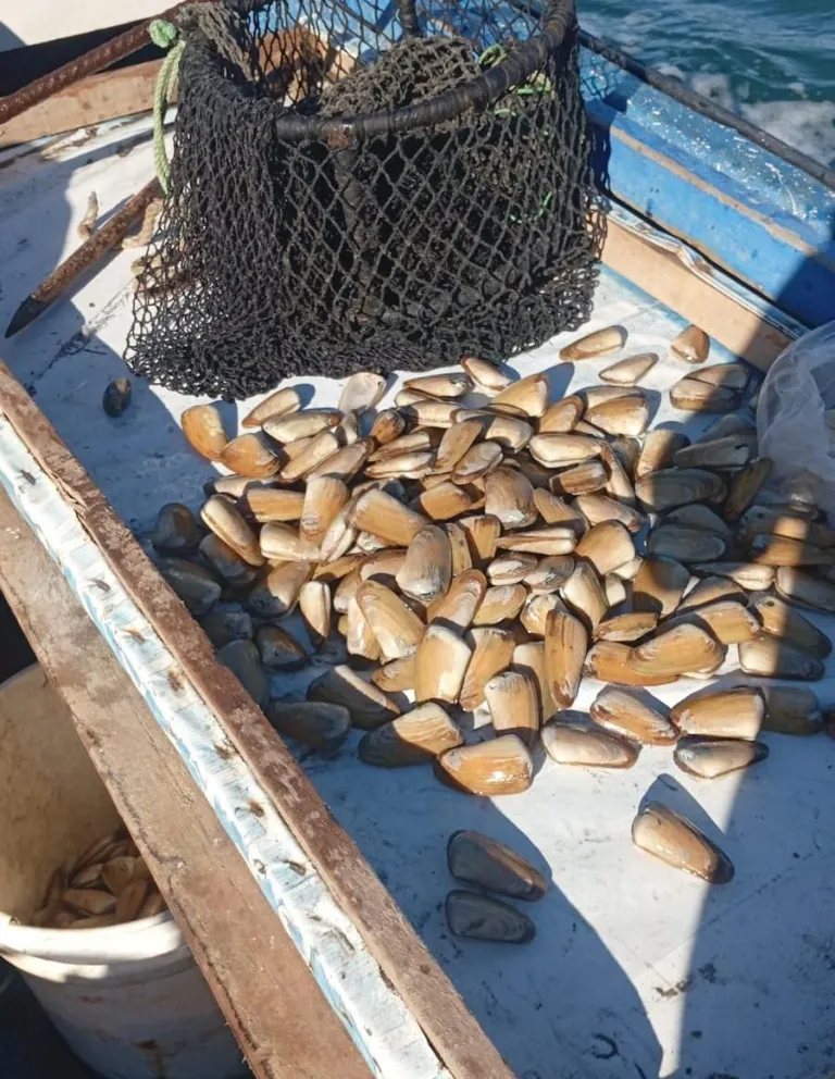 pescadores-restringen-extraccion-de-machas-para-proteger-unico-banco-disponible