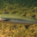 el-pez-nativo-de-neuquen-que-preocupa-a-los-biologos-y-apasiona-a-los-pescadores