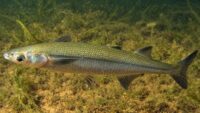 el-pez-nativo-de-neuquen-que-preocupa-a-los-biologos-y-apasiona-a-los-pescadores