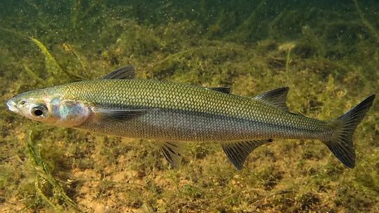 el-pez-nativo-de-neuquen-que-preocupa-a-los-biologos-y-apasiona-a-los-pescadores