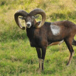 llevaron-cabras-salvajes-a-una-isla-de-espana-para-practicar-la-caza-y-mas-de-50-anos-despues-pasaron-de-animales-de-caza-a-una-amenaza-para-la-vegetacion