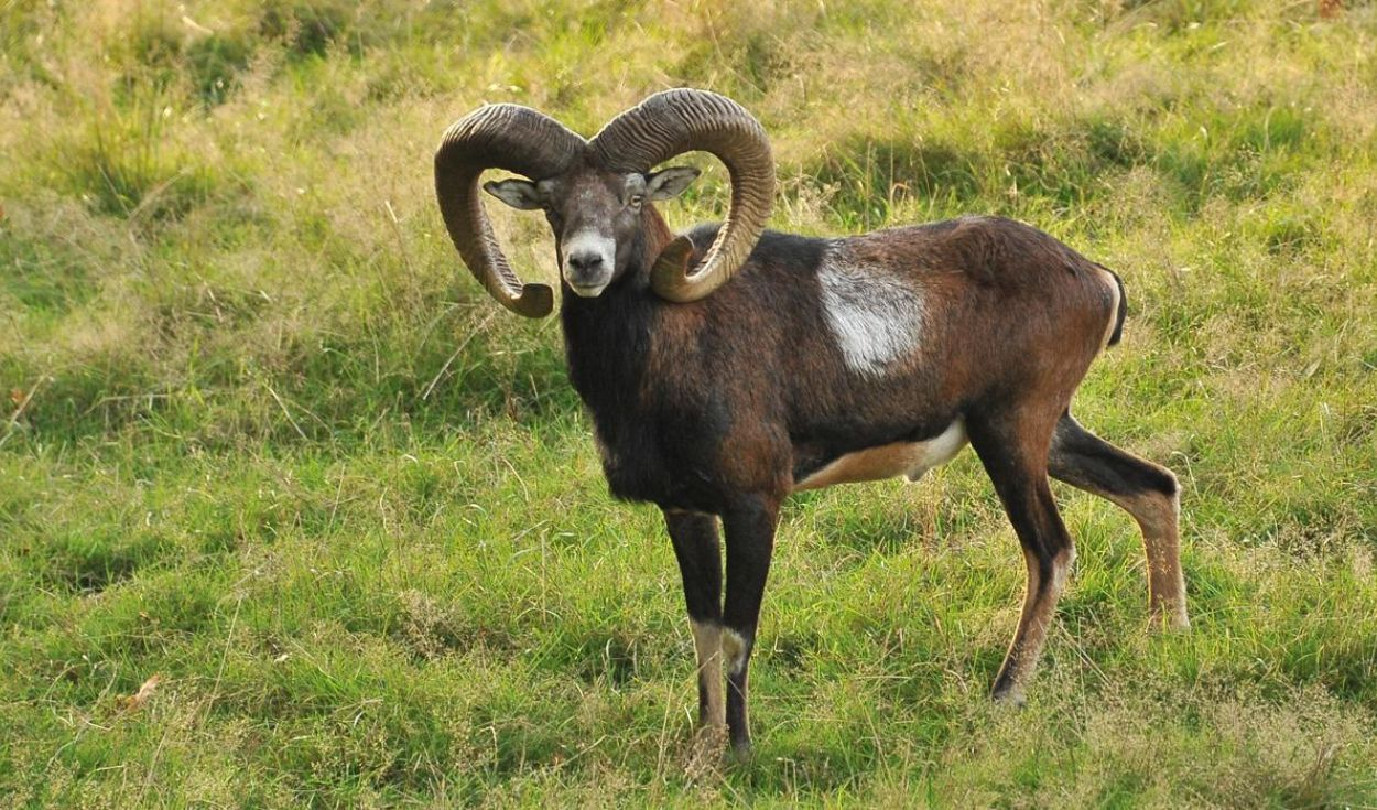 llevaron-cabras-salvajes-a-una-isla-de-espana-para-practicar-la-caza-y-mas-de-50-anos-despues-pasaron-de-animales-de-caza-a-una-amenaza-para-la-vegetacion