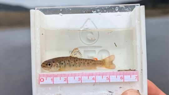 detectan-altas-concentraciones-de-mercurio-en-truchas-de-tierra-del-fuego