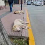 “en-estado-de-maxima-alarma”:-animalistas-cuestionan-fuerte-recorte-a-la-ley-cholito
