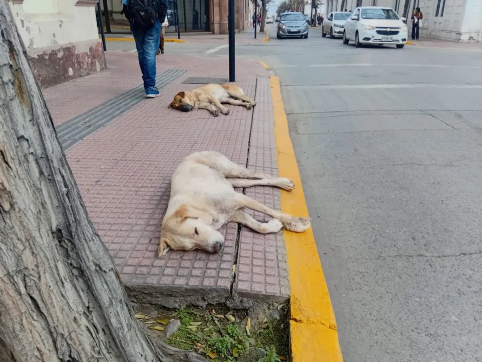 “en-estado-de-maxima-alarma”:-animalistas-cuestionan-fuerte-recorte-a-la-ley-cholito