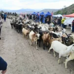 trashumancia,-gastronomia-y-juegos-tipicos-marcaran-fin-de-semana-campesino-en-el-limari