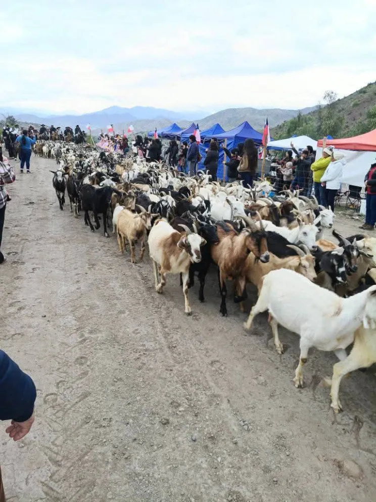 trashumancia,-gastronomia-y-juegos-tipicos-marcaran-fin-de-semana-campesino-en-el-limari