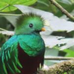 fauna-silvestre-pierde-73%-de-sus-poblaciones-monitoreadas-a-nivel-mundial,-segun-wwf