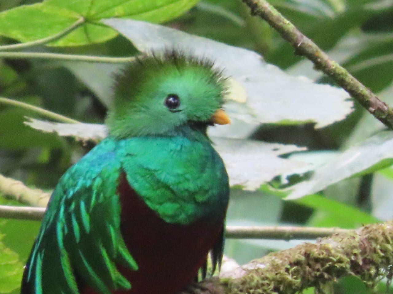 fauna-silvestre-pierde-73%-de-sus-poblaciones-monitoreadas-a-nivel-mundial,-segun-wwf