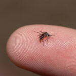 pacientes-com-dengue-chegam-em-estado-mais-grave-as-utis-do-sus-do-que-na-rede-privada,-diz-estudo