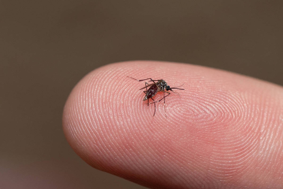 pacientes-com-dengue-chegam-em-estado-mais-grave-as-utis-do-sus-do-que-na-rede-privada,-diz-estudo