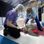 centro-de-rescate-ha-atendido-47-animales-marinos