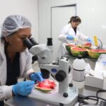 ohoma-a-uruguay-primera-exportacion-de-sandias