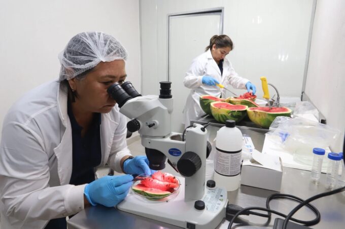 ohoma-a-uruguay-primera-exportacion-de-sandias
