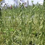 destaca-la-variedad-de-soya-fcz-atrevida-por-facil-adaptacion