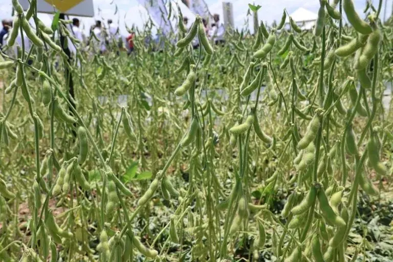 destaca-la-variedad-de-soya-fcz-atrevida-por-facil-adaptacion