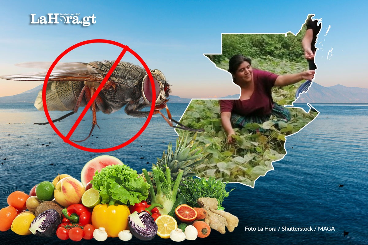 maga-reconoce-dos-municipios-de-honduras-como-libres-de-la-mosca-del-mediterraneo