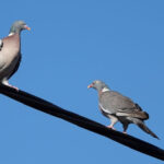 ¿por-que-los-pajaros-no-se-electrocutan-al-posarse-sobre-cables-de-alta-tension?-la-respuesta-esta-en-una-clave-de-la-fisica