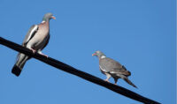 ¿por-que-los-pajaros-no-se-electrocutan-al-posarse-sobre-cables-de-alta-tension?-la-respuesta-esta-en-una-clave-de-la-fisica