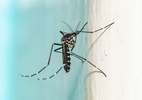 ‘primo’-do-aedes-aegypti-consegue-por-ovos-a-mais-de-10-metros-do-solo