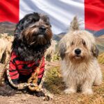 tras-10-anos-recorriendo-comunidades-andinas:-el-perro-peruano-chaku-logra-historico-logro-internacional-y-es-reconocido-como-nueva-raza-oficial-del-peru