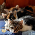 mbrf-pet-inicia-exportacao-aos-eua-em-busca-do-maior-mercado-global-para-racoes-de-caes-e-gatos