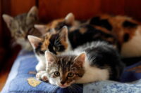 mbrf-pet-inicia-exportacao-aos-eua-em-busca-do-maior-mercado-global-para-racoes-de-caes-e-gatos