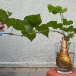 como-plantar-com-as-criancas-usando-alimentos-que-voce-tem-em-casa