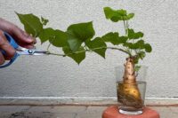 como-plantar-com-as-criancas-usando-alimentos-que-voce-tem-em-casa