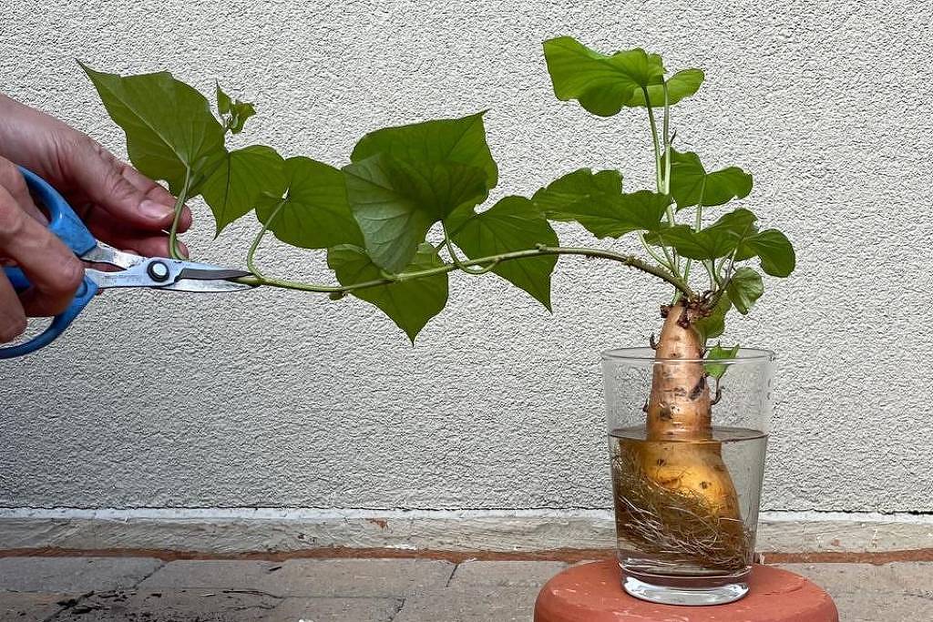 como-plantar-com-as-criancas-usando-alimentos-que-voce-tem-em-casa