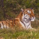 hombre-muere-tras-ser-atacado-por-un-tigre-en-el-parque-de-vida-silvestre-de-yorkshire