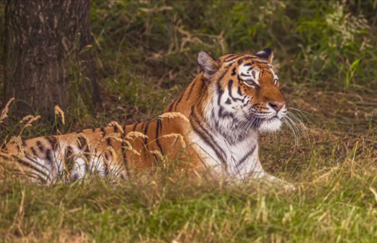 hombre-muere-tras-ser-atacado-por-un-tigre-en-el-parque-de-vida-silvestre-de-yorkshire