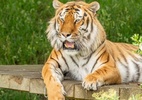 homem-morre-apos-entrar-em-recinto-de-tigre-em-zoologico-na-inglaterra